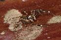 Helpis_minitabunda_D5308_Z_90_Milaa Milaa_Australie